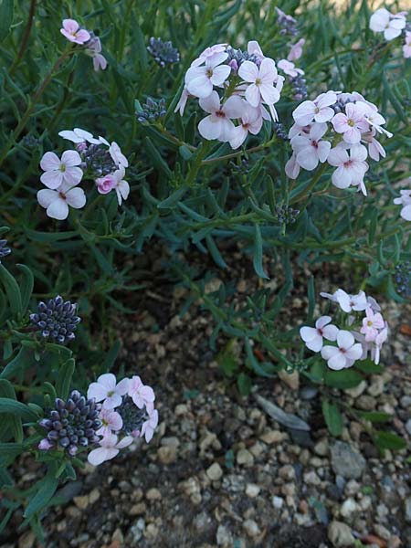 Aethionema grandiflorum \ Gro�bl�tiges Steint�schel, D Botan. Gar.  Universit.  Heidelberg 21.4.2016