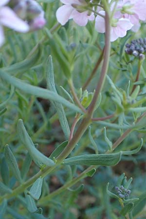 Aethionema grandiflorum \ Gro�bl�tiges Steint�schel, D Botan. Gar.  Universit.  Heidelberg 21.4.2016