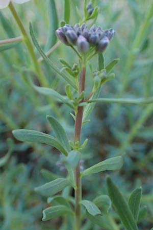 Aethionema grandiflorum \ Gro�bl�tiges Steint�schel, D Botan. Gar.  Universit.  Heidelberg 21.4.2016
