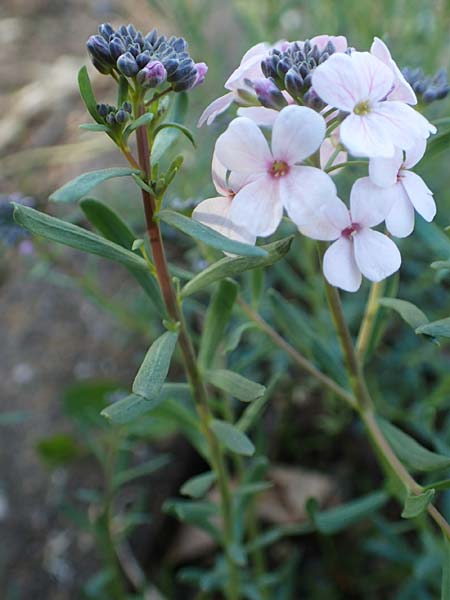 Aethionema grandiflorum \ Gro�bl�tiges Steint�schel, D Botan. Gar.  Universit.  Heidelberg 21.4.2016