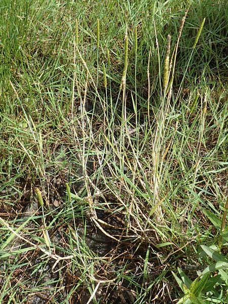 Alopecurus aequalis \ Gelbroter Fuchsschwanz / Orange Foxtail, D Gro&szlig;heubach am Main 20.6.2016