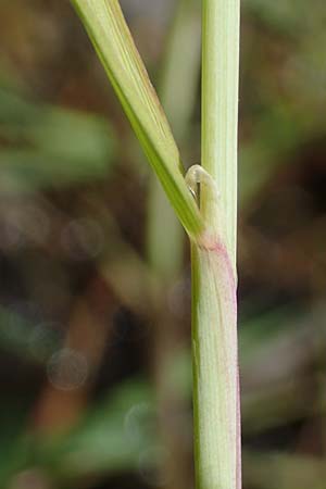 Alopecurus aequalis \ Gelbroter Fuchsschwanz / Orange Foxtail, D Gro&szlig;heubach am Main 20.6.2016
