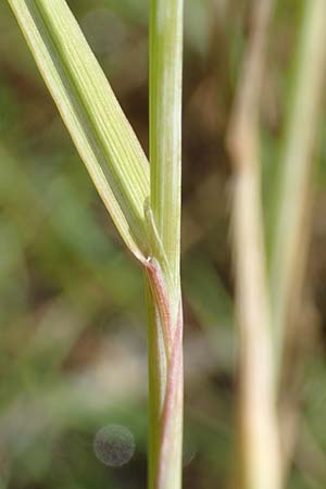 Alopecurus aequalis \ Gelbroter Fuchsschwanz / Orange Foxtail, D Gro&szlig;heubach am Main 20.6.2016