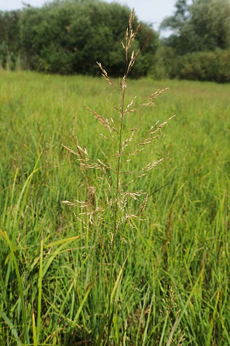 Agrostis gigantea \ Riesen-Strau�gras, Fiorin-Gras, D Gro&szlig;-Gerau 28.7.2017