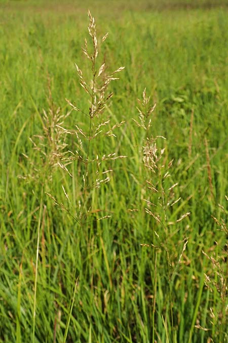 Agrostis gigantea \ Riesen-Strau�gras, Fiorin-Gras, D Gro&szlig;-Gerau 28.7.2017