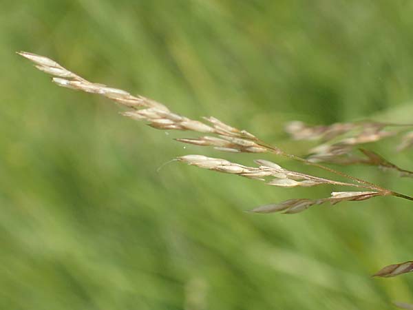 Agrostis gigantea \ Riesen-Strau�gras, Fiorin-Gras, D Gro&szlig;-Gerau 28.7.2017
