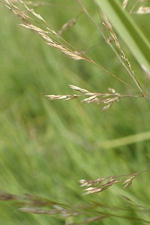 Agrostis gigantea \ Riesen-Strau�gras, Fiorin-Gras, D Gro&szlig;-Gerau 28.7.2017