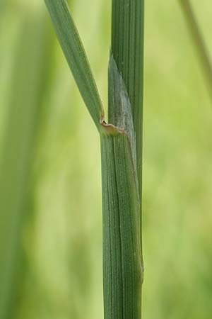 Agrostis gigantea \ Riesen-Strau�gras, Fiorin-Gras, D Gro&szlig;-Gerau 28.7.2017