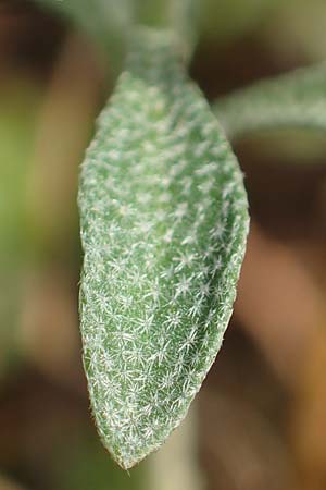 Alyssum montanum subsp. gmelinii \ Gmelins Steinkraut, D Sandhausen 3.10.2017
