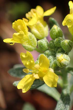 Alyssum montanum subsp. gmelinii \ Gmelins Steinkraut, D Sandhausen 3.10.2017