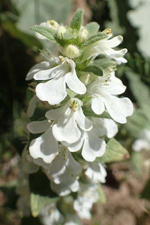 Ajuga genevensis \ Genfer G�nsel, Heide-G�nsel / Blue Bugle, D Schwetzingen 8.5.2018