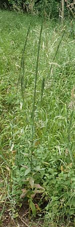 Turritis glabra \ Kahles Turmkraut, Kahle G�nsekresse, D B&uuml;ttelborn 23.6.2018