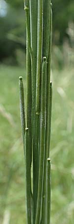 Turritis glabra \ Kahles Turmkraut, Kahle G�nsekresse, D B&uuml;ttelborn 23.6.2018