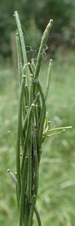 Turritis glabra \ Kahles Turmkraut, Kahle G�nsekresse, D B&uuml;ttelborn 23.6.2018