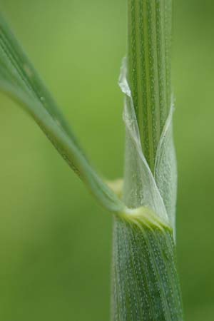 Alopecurus geniculatus \ Knick-Fuchsschwanz / Marsh Foxtail, D Kirchhundem-Benolpe 14.6.2019
