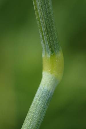 Alopecurus geniculatus \ Knick-Fuchsschwanz / Marsh Foxtail, D Kirchhundem-Benolpe 14.6.2019