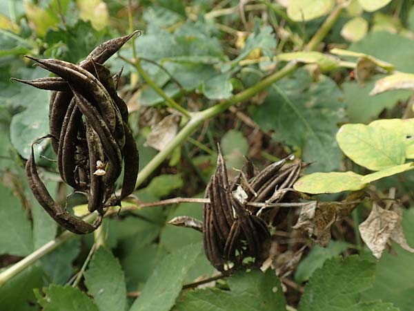 Astragalus glycyphyllos \ B�renschote, D Karlsruhe-Gr&ouml;tzingen 20.8.2019