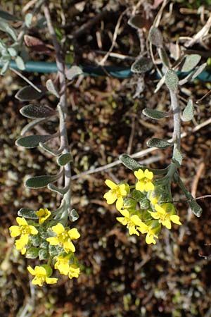 Alyssum montanum subsp. gmelinii, Mountain Moss, Mountain Madwort