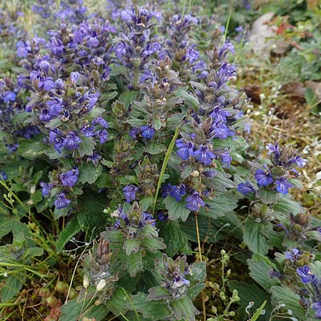 Ajuga genevensis \ Genfer G�nsel, Heide-G�nsel / Blue Bugle, D Mannheim 19.5.2021