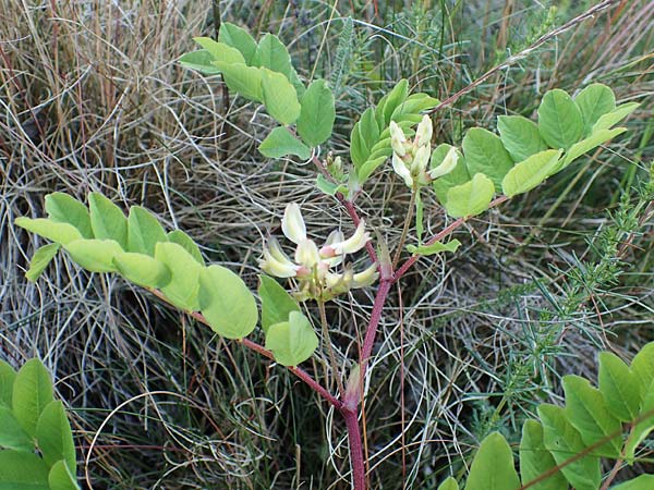 Astragalus glycyphyllos \ B�renschote, D Sachsen-Anhalt, S&uuml;&szlig;er See 7.6.2022