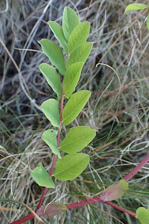 Astragalus glycyphyllos \ B�renschote, D Sachsen-Anhalt, S&uuml;&szlig;er See 7.6.2022
