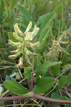 Astragalus glycyphyllos, Wild Liquorice