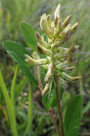 Astragalus glycyphyllos \ B�renschote, D Sachsen-Anhalt, S&uuml;&szlig;er See 7.6.2022