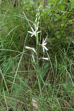 Anthericum liliago, St. Bernard's Lily