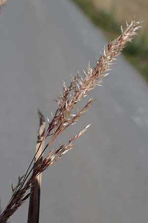 Agrostis gigantea \ Riesen-Strau�gras, Fiorin-Gras, D Odenwald, Erbach 17.7.2022