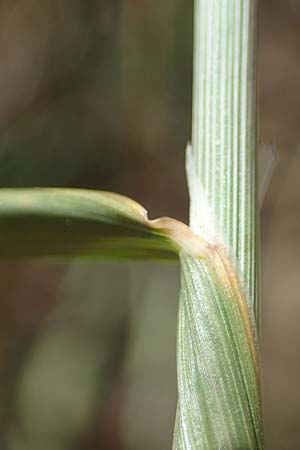Agrostis gigantea \ Riesen-Strau�gras, Fiorin-Gras, D Odenwald, Erbach 17.7.2022