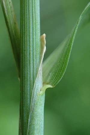 Alopecurus geniculatus \ Knick-Fuchsschwanz / Marsh Foxtail, D Aachen 20.8.2022