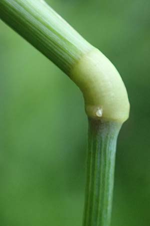 Alopecurus geniculatus \ Knick-Fuchsschwanz / Marsh Foxtail, D Aachen 20.8.2022