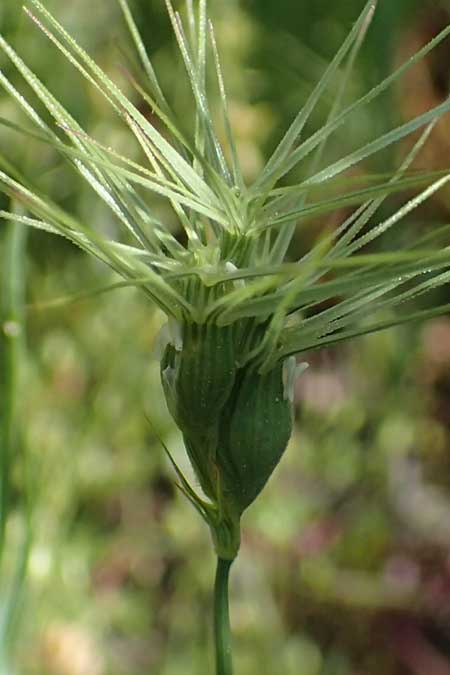 Aegilops geniculata \ Geknieter Walch, Eif�rmiger Walch / Bent Goatgrass, D  2.6.2023