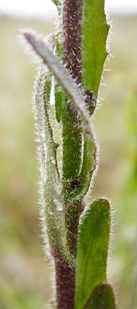 Arabis hirsuta \ Rauhaarige G�nsekresse / Hairy Rock-Cress, D Grettstadt 1.6.2015