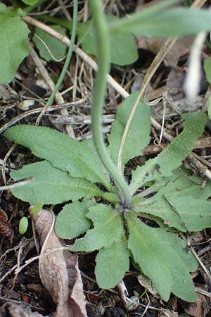 Arabis hirsuta \ Rauhaarige G�nsekresse / Hairy Rock-Cress, D Heidelberg 23.3.2017