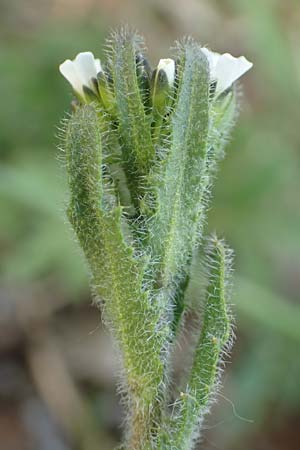 Arabis hirsuta \ Rauhaarige G�nsekresse / Hairy Rock-Cress, D Eching 2.5.2019