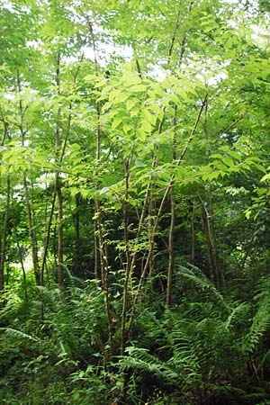 Aralia elata, Japanese Angelica Tree