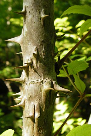 Aralia elata, Japanese Angelica Tree