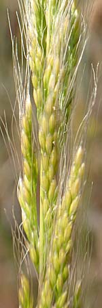 Apera interrupta \ Unterbrochener Windhalm / Dense Silky-Bent, Interrupted Bent Grass, D Germersheim 4.6.2019