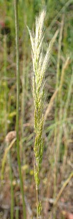 Apera interrupta \ Unterbrochener Windhalm / Dense Silky-Bent, Interrupted Bent Grass, D Germersheim 4.6.2019