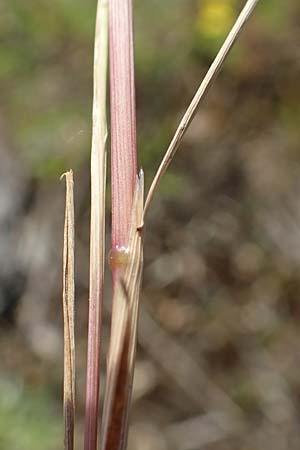 Apera interrupta \ Unterbrochener Windhalm / Dense Silky-Bent, Interrupted Bent Grass, D Germersheim 4.6.2019