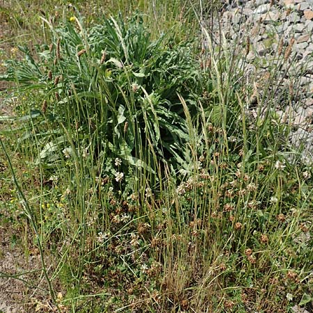 Apera interrupta \ Unterbrochener Windhalm / Dense Silky-Bent, Interrupted Bent Grass, D Germersheim 4.6.2019