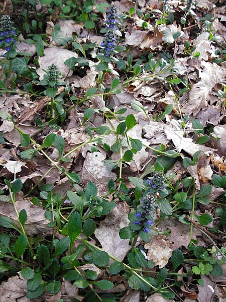Ajuga reptans \ Kriechender G�nsel / Bugle, D Mannheim 22.4.2015