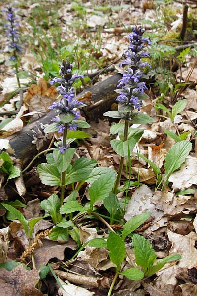 Ajuga reptans, Bugle