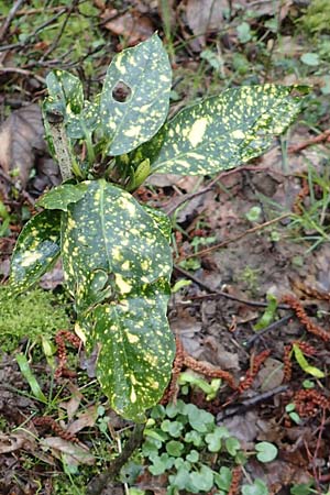 Aucuba japonica \ Japanische Goldorange, Japanische Aukube / Gold Dust Plant, D Leverkusen 11.3.2019