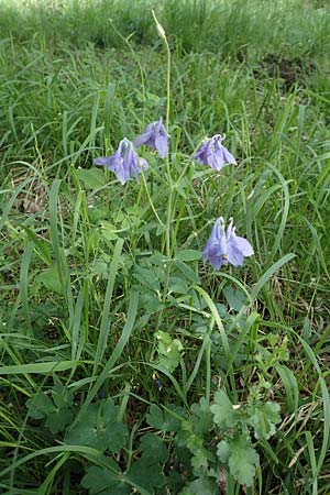 Aquilegia vulgaris, Gemeine Akelei