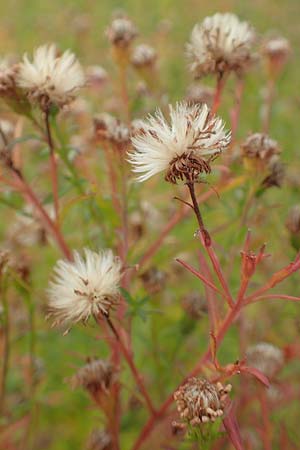 Symphyotrichum x salignum \ Weidenbl�ttrige Herbst-Aster / Glaucous Michaelmas Daisy, Smooth Blue Aster, D Mannheim,  Friesenheimer Insel 21.10.2015