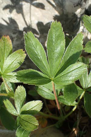 Alchemilla hoppeana \ Hoppes Frauenmantel / Hoppe's Lady's Mantle, D Pfronten 28.6.2016