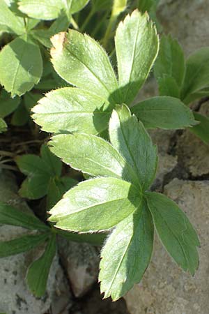 Alchemilla hoppeana \ Hoppes Frauenmantel / Hoppe's Lady's Mantle, D Pfronten 28.6.2016