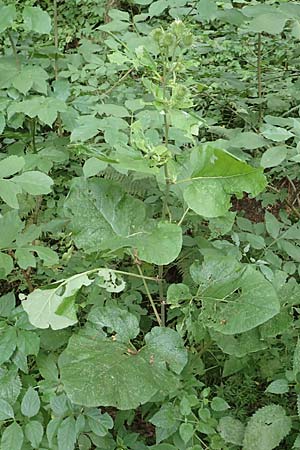 Arctium lappa \ Gro�e Klette, D Wald-Erlenbach 30.7.2016